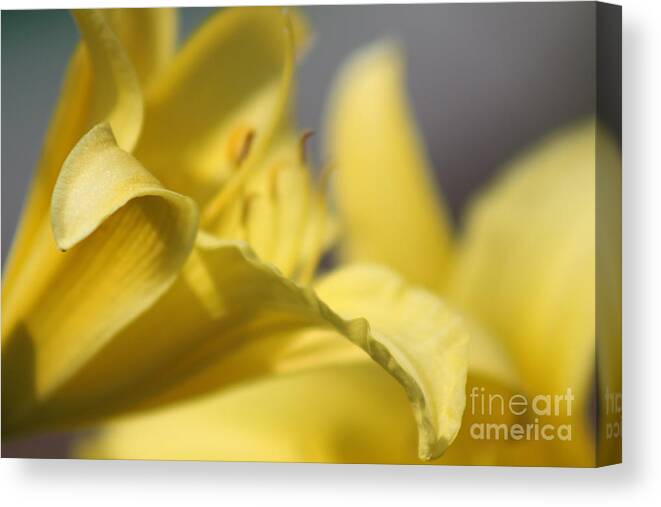 Yellow Canvas Print featuring the photograph Nature's Beauty 48 by Deena Withycombe