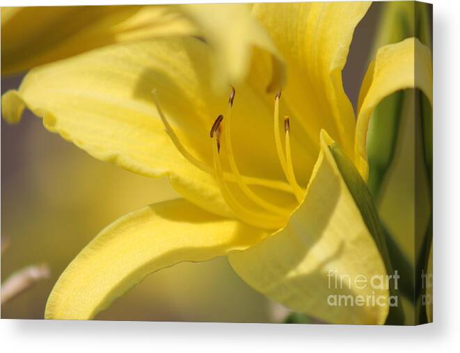 Yellow Canvas Print featuring the photograph Nature's Beauty 49 by Deena Withycombe