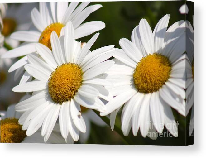 Yellow Canvas Print featuring the photograph Nature's Beauty 59 by Deena Withycombe