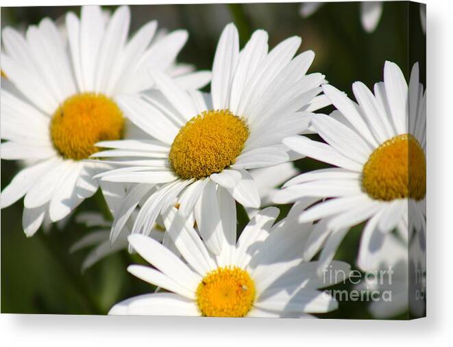 Yellow Canvas Print featuring the photograph Nature's Beauty 60 by Deena Withycombe