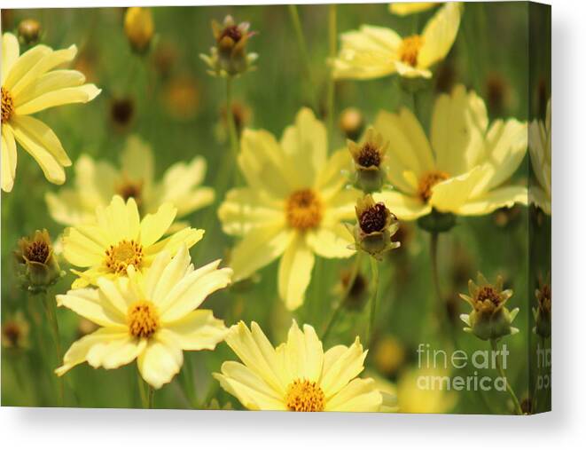 Yellow Canvas Print featuring the photograph Nature's Beauty 61 by Deena Withycombe