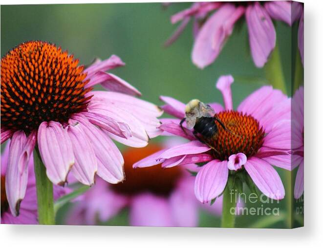 Pink Canvas Print featuring the photograph Nature's Beauty 71 by Deena Withycombe