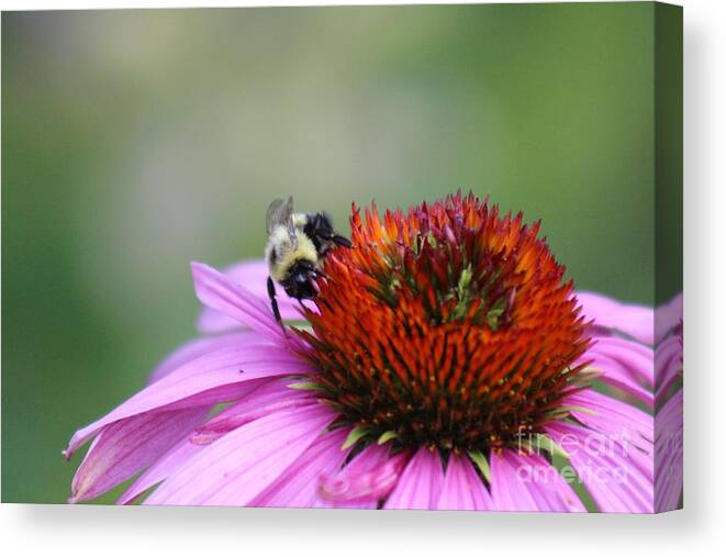 Pink Canvas Print featuring the photograph Nature's Beauty 76 by Deena Withycombe