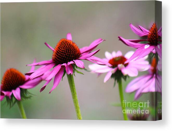 Pink Canvas Print featuring the photograph Nature's Beauty 81 by Deena Withycombe
