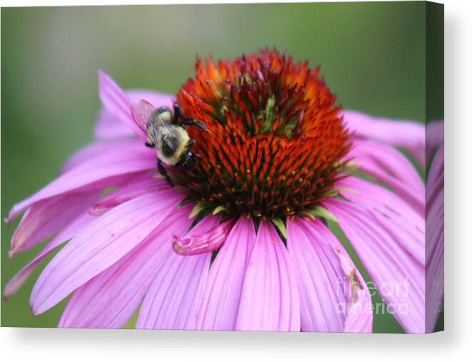 Pink Canvas Print featuring the photograph Nature's Beauty 85 by Deena Withycombe