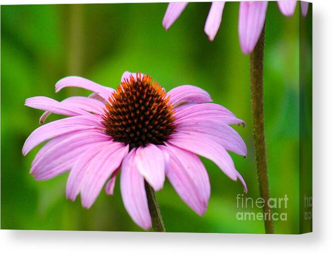 Pink Canvas Print featuring the photograph Nature's Beauty 86 by Deena Withycombe