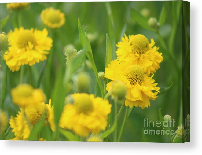 Yellow Canvas Print featuring the photograph Nature's Beauty 92 by Deena Withycombe