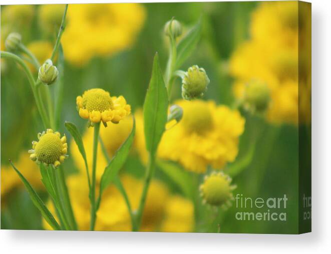 Yellow Canvas Print featuring the photograph Nature's Beauty 94 by Deena Withycombe