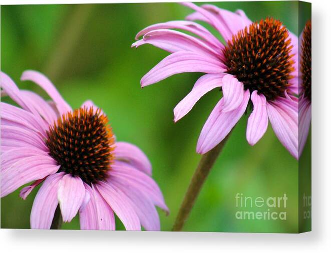 Pink Canvas Print featuring the photograph Nature's Beauty 95 by Deena Withycombe