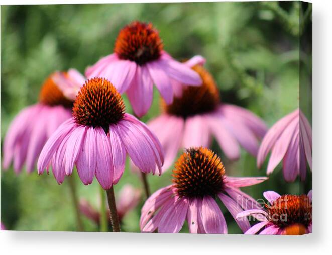 Pink Canvas Print featuring the photograph Nature's Beauty 96 by Deena Withycombe
