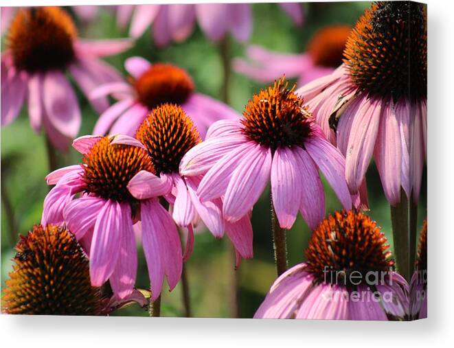 Pink Canvas Print featuring the photograph Nature's Beauty 97 by Deena Withycombe