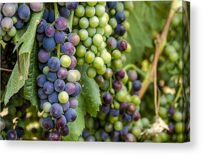 Colorado Vineyard Canvas Print featuring the photograph Natures Colors in Wine Grapes by Teri Virbickis