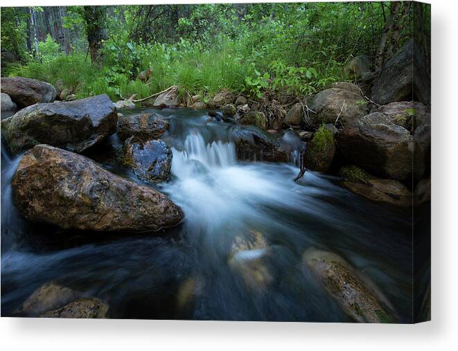 Beauty Canvas Print featuring the photograph Nature's Harmony by Sue Cullumber