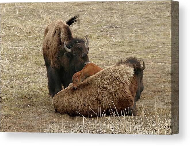 Bison Canvas Print featuring the photograph Nature's Pillow Top by Ronnie And Frances Howard