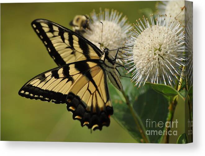 Bee Canvas Print featuring the photograph Natures Pin Cushion by Nona Kumah