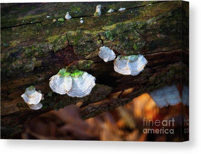 Woods Canvas Print featuring the photograph Natures Ruffles - Cascade WI by Mary Machare