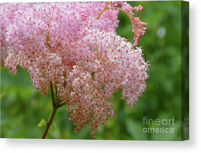 Pink Canvas Print featuring the photograph Natures Untouched Beauty by Robyn King