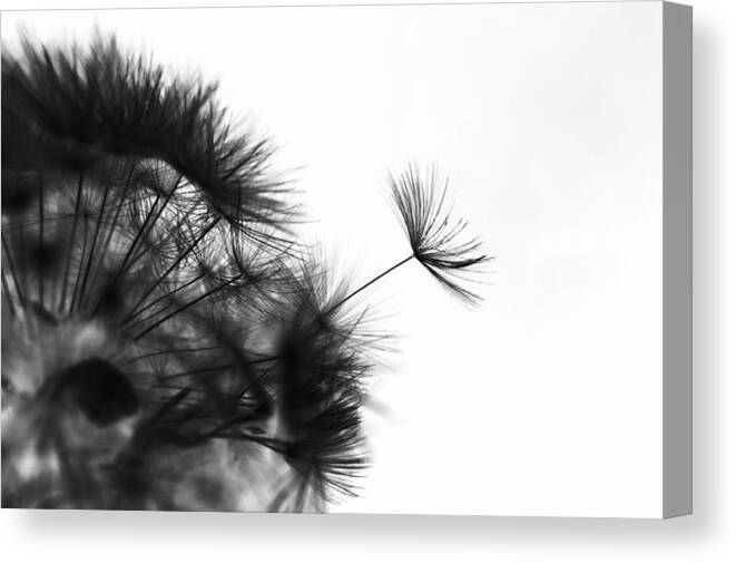Negative Canvas Print featuring the photograph Negative Dandelion Seed Pod by Prairie Pics Photography