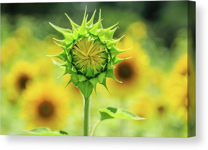 Agriculture Canvas Print featuring the photograph New Growth by Darryl Brooks
