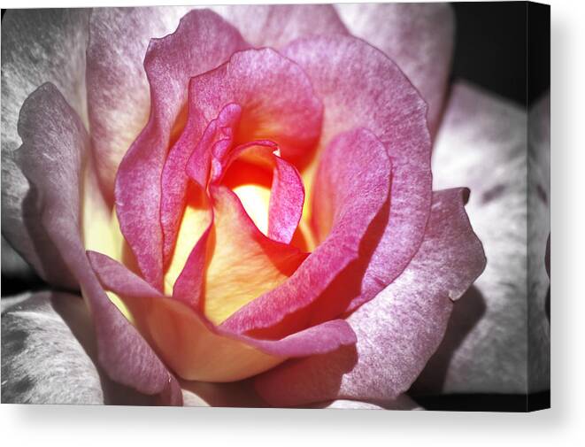 Flower Canvas Print featuring the photograph New Hope by Lucia Vicari
