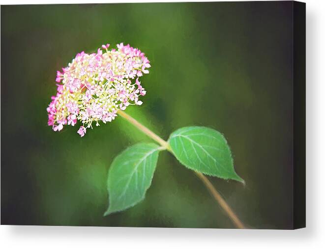 Nature Canvas Print featuring the photograph New Hydrangea Bloom by Sharon McConnell
