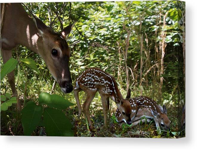 Deer Canvas Print featuring the photograph New Life by Bill Stephens