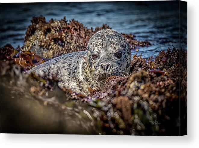 Seals Canvas Print featuring the photograph Young Seal Pup by Bill Posner
