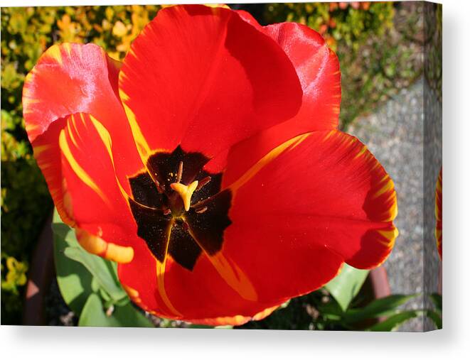 Red Tulips Canvas Print featuring the photograph New Spring Beginnings by Mary Gaines