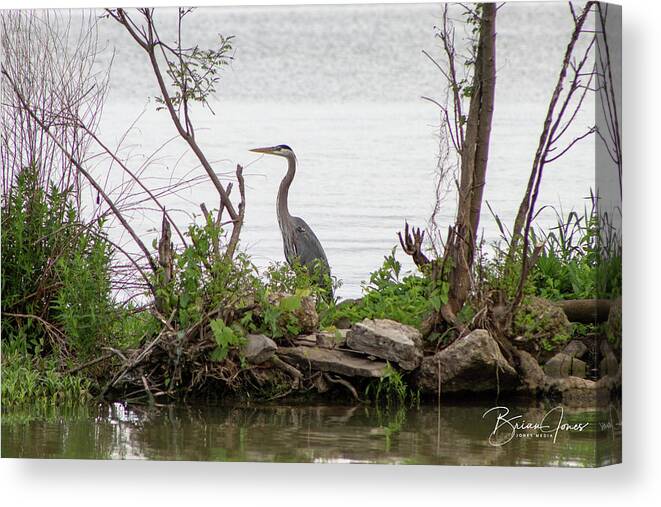 Canvas Print featuring the photograph Blue Heron by Brian Jones