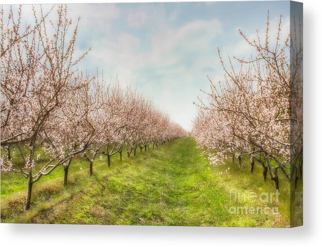 Flowers Canvas Print featuring the photograph Niagara's Spring by Marilyn Cornwell