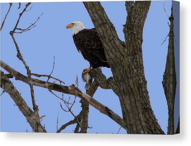 Eagle Canvas Print featuring the photograph Nice Catch by Dave Clark