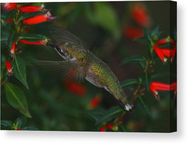 Hummingbird Canvas Print featuring the photograph Night Cap by Living Color Photography Lorraine Lynch