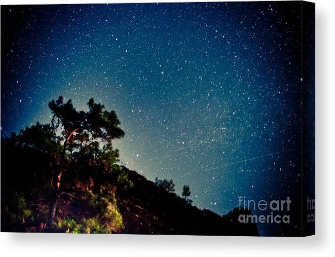Tree Canvas Print featuring the photograph Night sky scene with pine and stars by Raimond Klavins