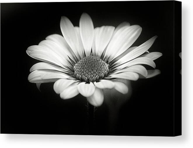 Daisy Canvas Print featuring the photograph No Color Spring by Robert Fawcett