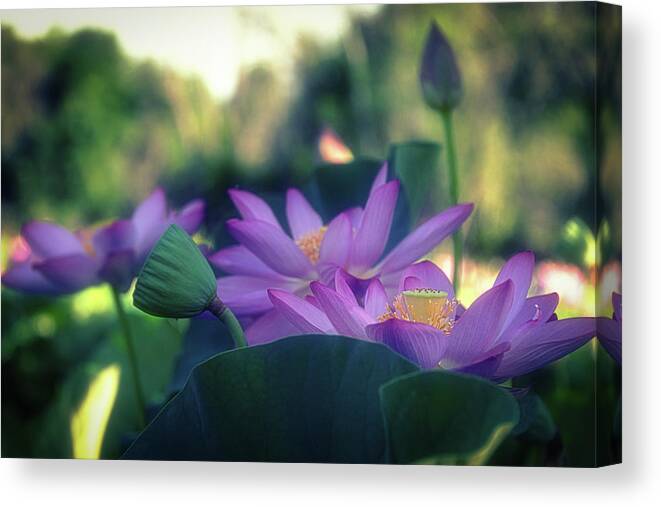 Lotus Canvas Print featuring the photograph No Mud, No Lotus by Cindy Lark Hartman