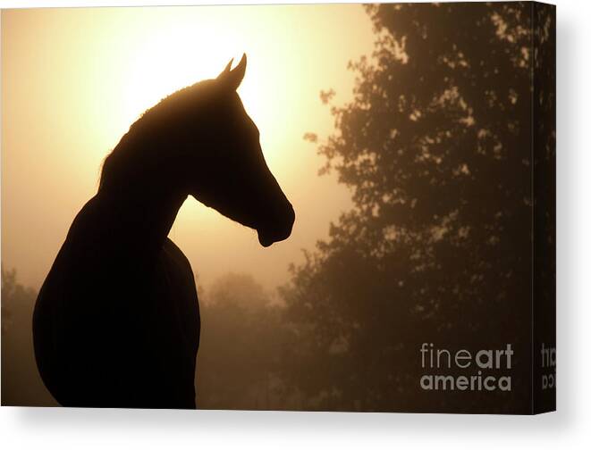 Horse Canvas Print featuring the photograph Noble Profile by Sari ONeal