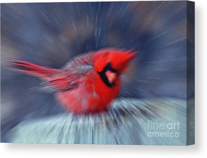 Northern Cardinal Canvas Print featuring the painting Northern Cardinal by Celestial Images