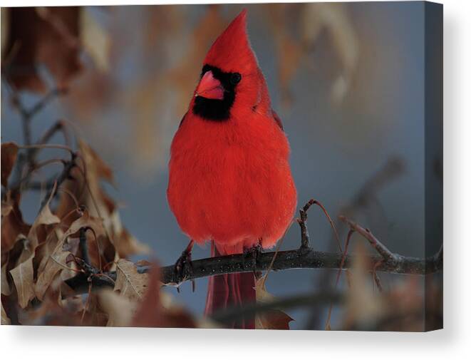 Northern Canvas Print featuring the photograph Northern Cardinal by Mike Martin
