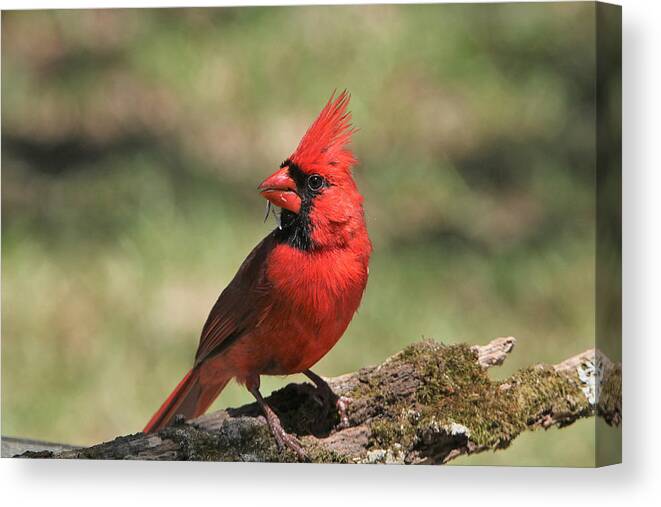 Nature Canvas Print featuring the photograph Northern Cardinal Portrait by Sheila Brown