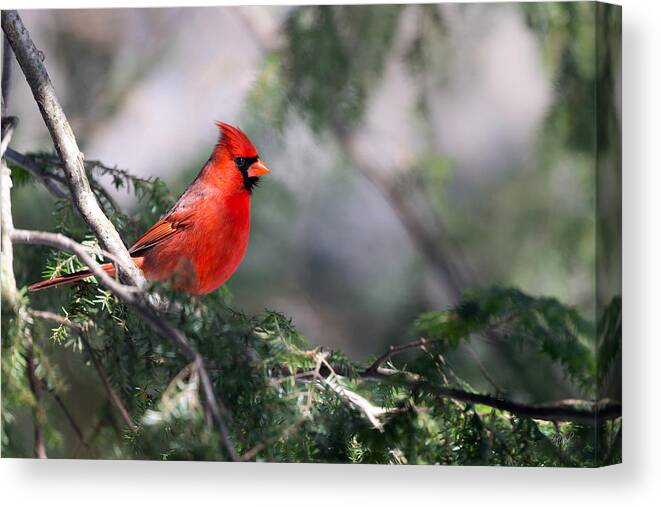 Cardinal Canvas Print featuring the photograph Northern Cardinal Red by Everet Regal