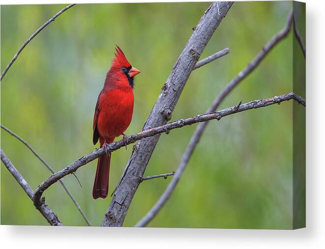 Ronnie Maum Canvas Print featuring the photograph Northern Cardinal by Ronnie Maum