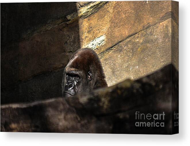 Primate Canvas Print featuring the photograph Not Today by Gary Keesler