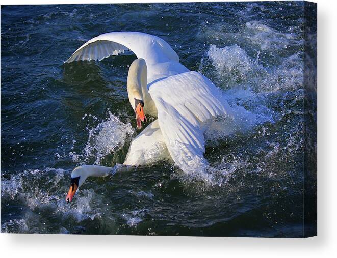Swans Canvas Print featuring the photograph Nuptial Dance 2 by Tatiana Travelways
