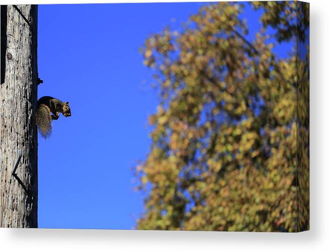 Squirrel Canvas Print featuring the photograph Nuts by Digiblocks Photography