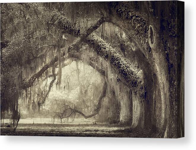 Landscape Canvas Print featuring the photograph Oak Avenue by Magda Bognar