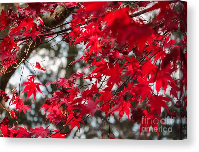 Gaithersburg Canvas Print featuring the photograph Oak Leaves in the Autumn by Thomas Marchessault