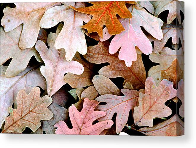 Oak Canvas Print featuring the photograph Oak Leaves Photo by Peter J Sucy