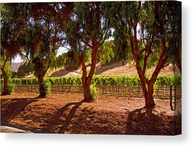 Trees Canvas Print featuring the photograph Oak Trees and Vines by Gary Brandes