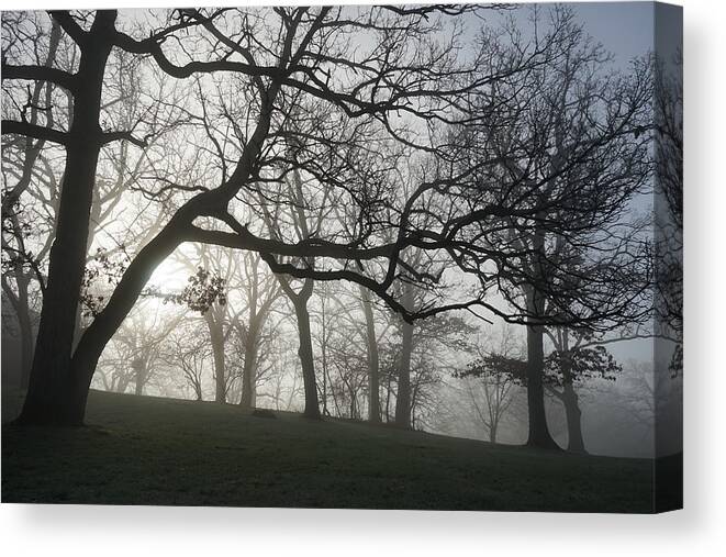 Fog Canvas Print featuring the photograph Oaks in Fog by Brooke Bowdren