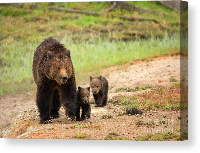 Grizzly Bears Canvas Print featuring the photograph Obsidian by Aaron Whittemore